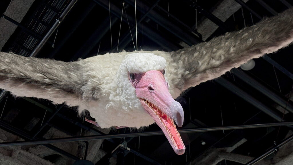 Biological restoration model of Pelagornis sandersi on display at Nagoya City Science Museum