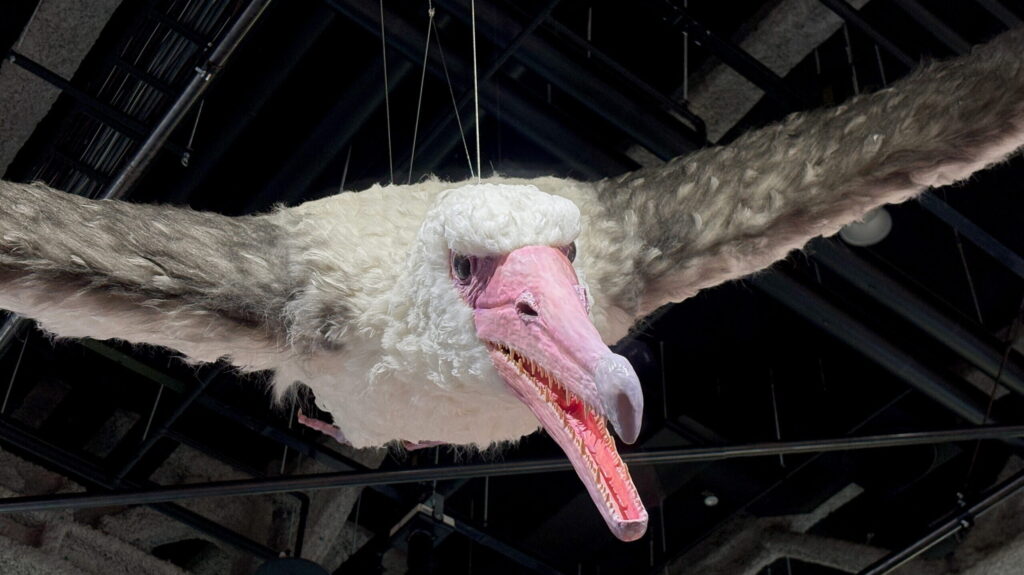 Biological restoration model of Pelagornis sandersi on display at Nagoya City Science Museum