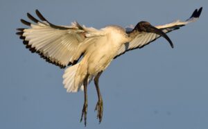 An African sacred ibis with black and white plumage flies against a clear blue sky.