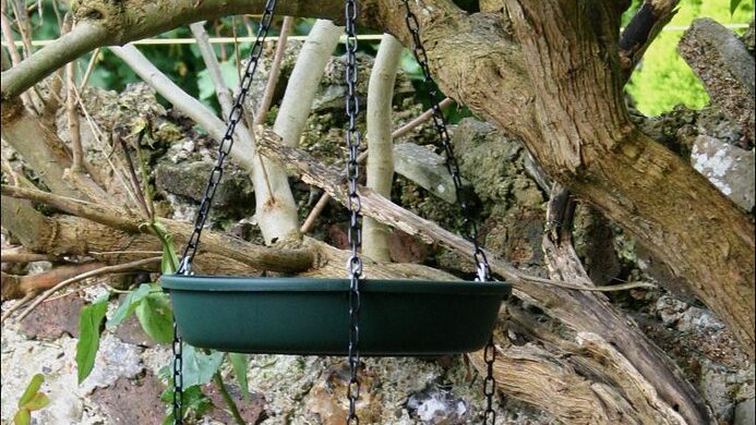 Hanging bird bath suspended by chains in a backyard garden