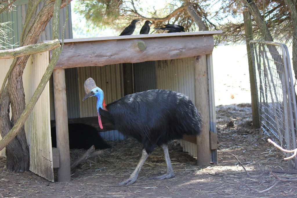 A Southern Cassowary with colorful head and neck walks out of a wooden shelter.