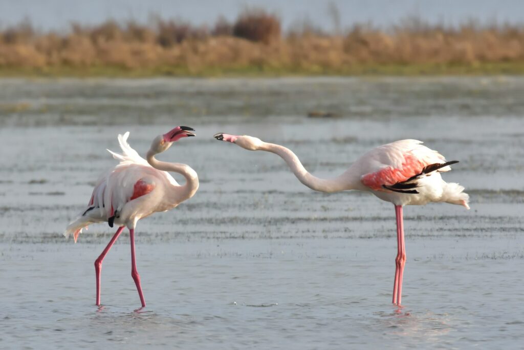 Two greater flamingos with light pink plumage stand in shallow water, facing each other.