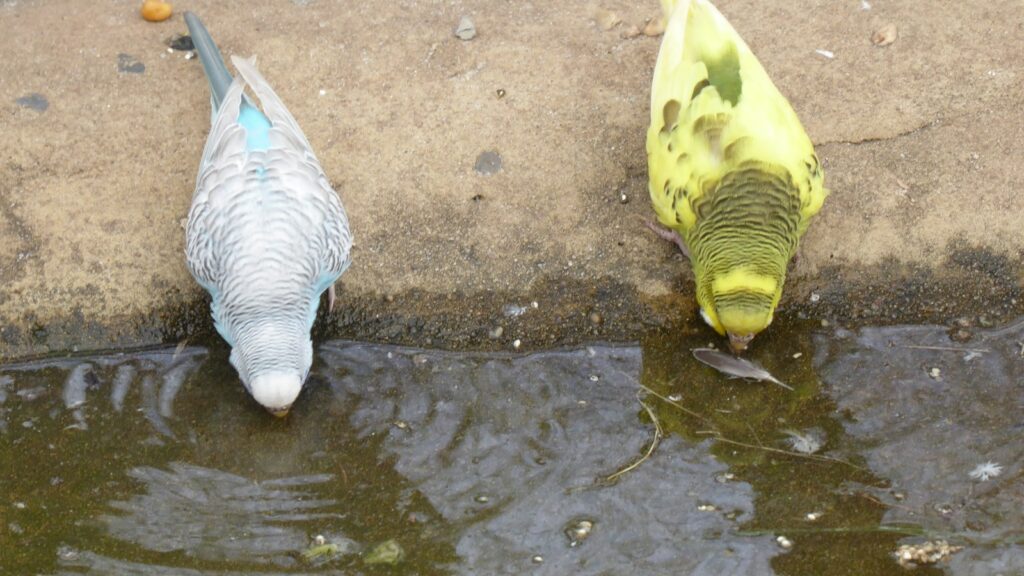 Two birds drinking water from a rain puddle on a paved road
