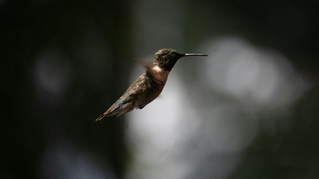 Little hummingbird hovering mid-air with wings blurred