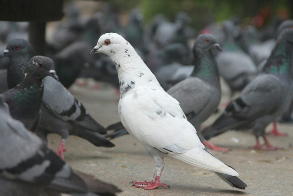 A white pigeon with black speckles stands among a flock of grey pigeons.