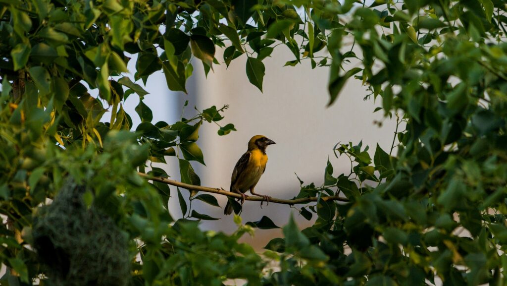 Baya weaver perched in a nest, framed by circular foliage