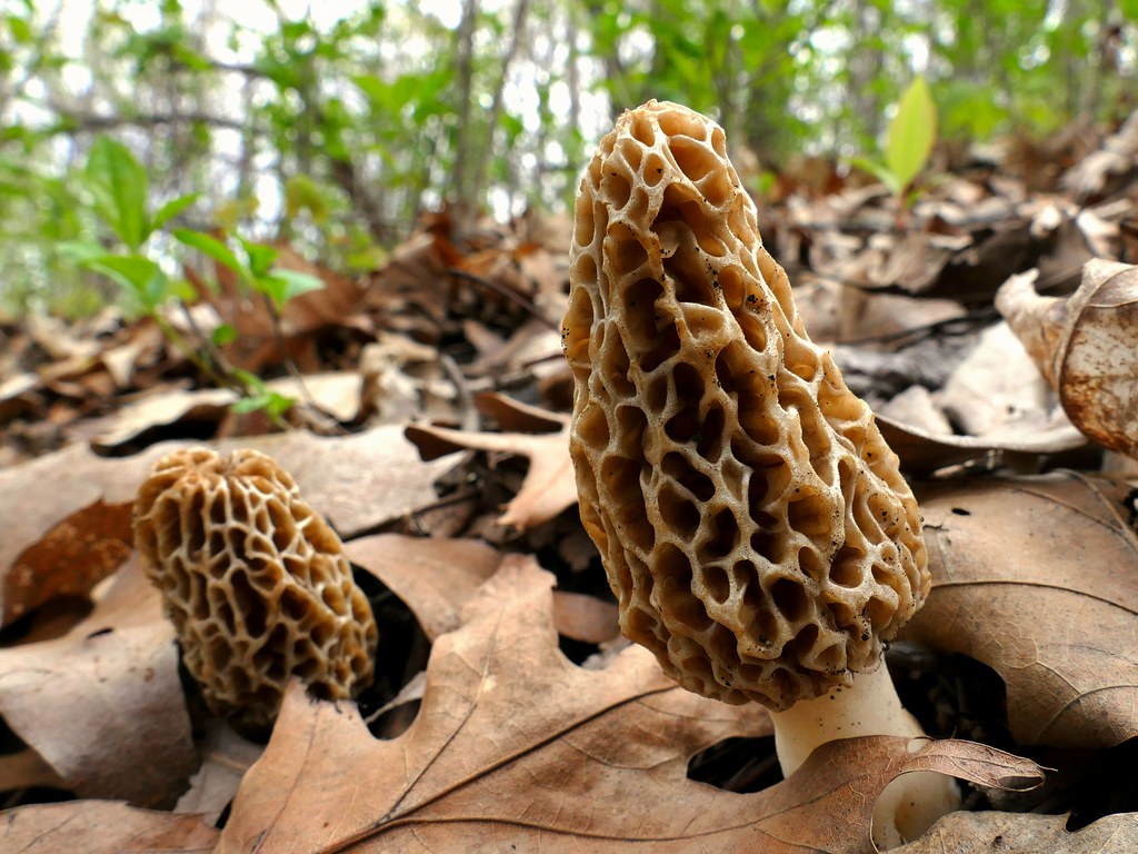 Two Morel mushrooms with honeycomb caps grow on a forest floor among brown leaves.