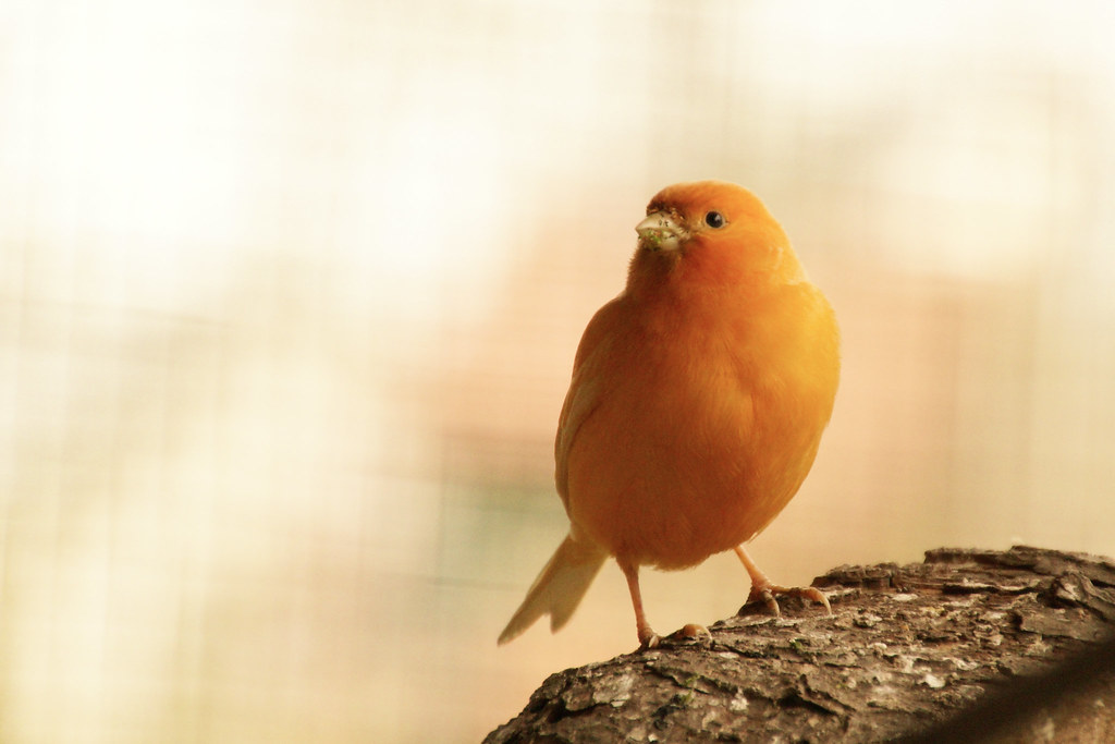 A vivid red factor canary perches on a textured tree branch, looking alert.