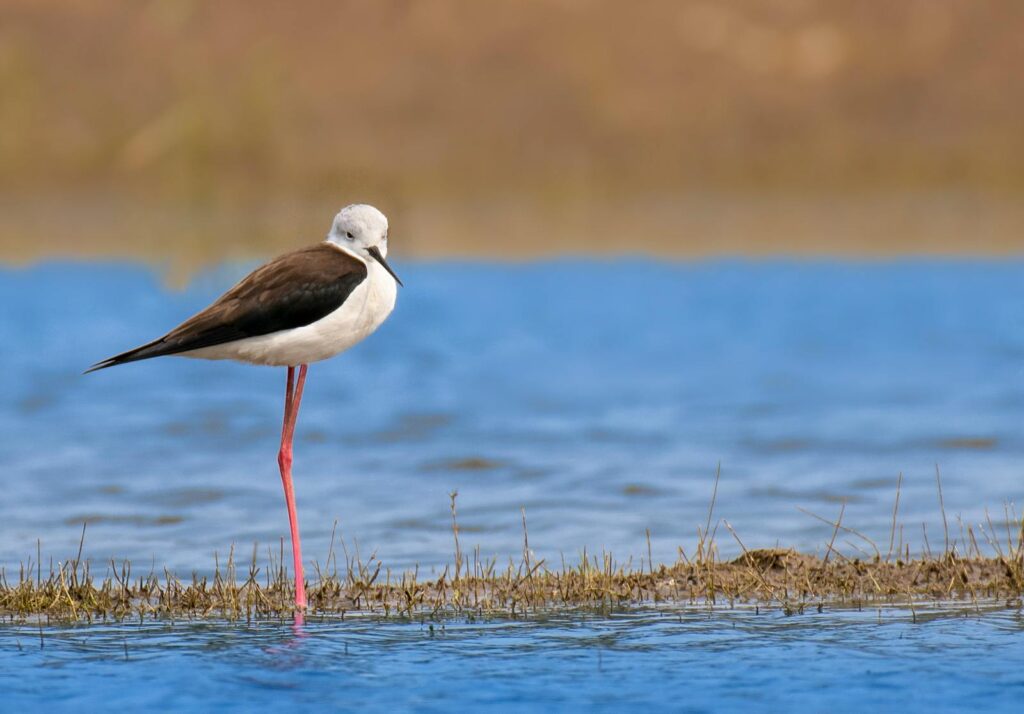A black-winged stilt with long pink legs stands in shallow blue water.