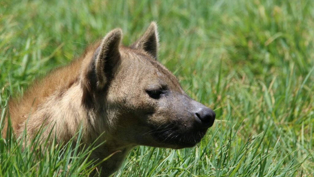 Hyena peeking through tall grass with only its head visible