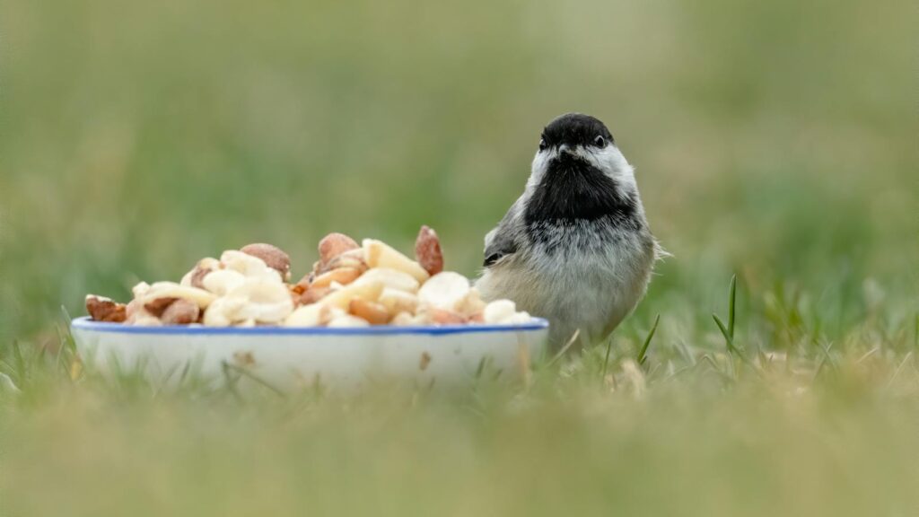 Chickadee sitting near a bowl of nuts