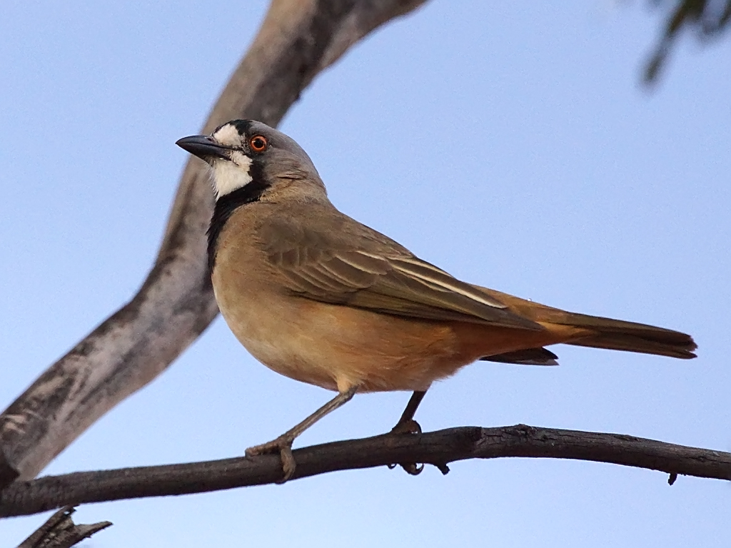 A Crested Bellbird with a black collar and rufous body perches on a branch.