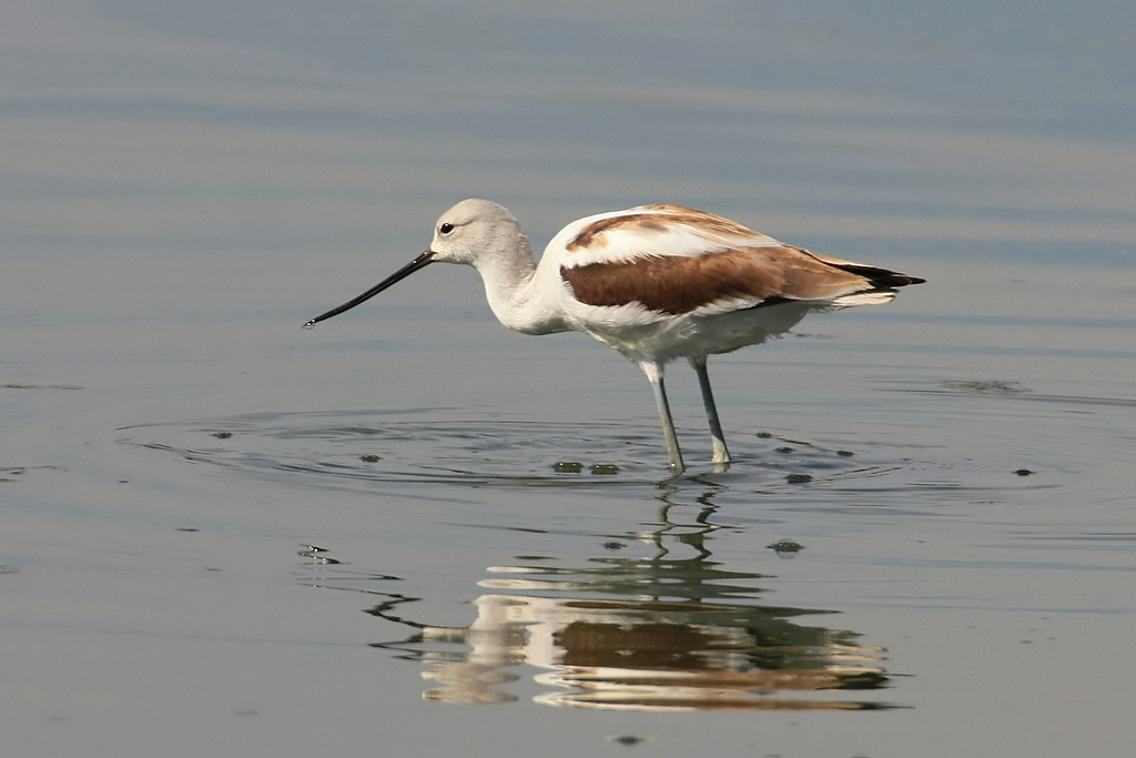 An American Avocet wades in shallow water, showcasing its upturned beak.