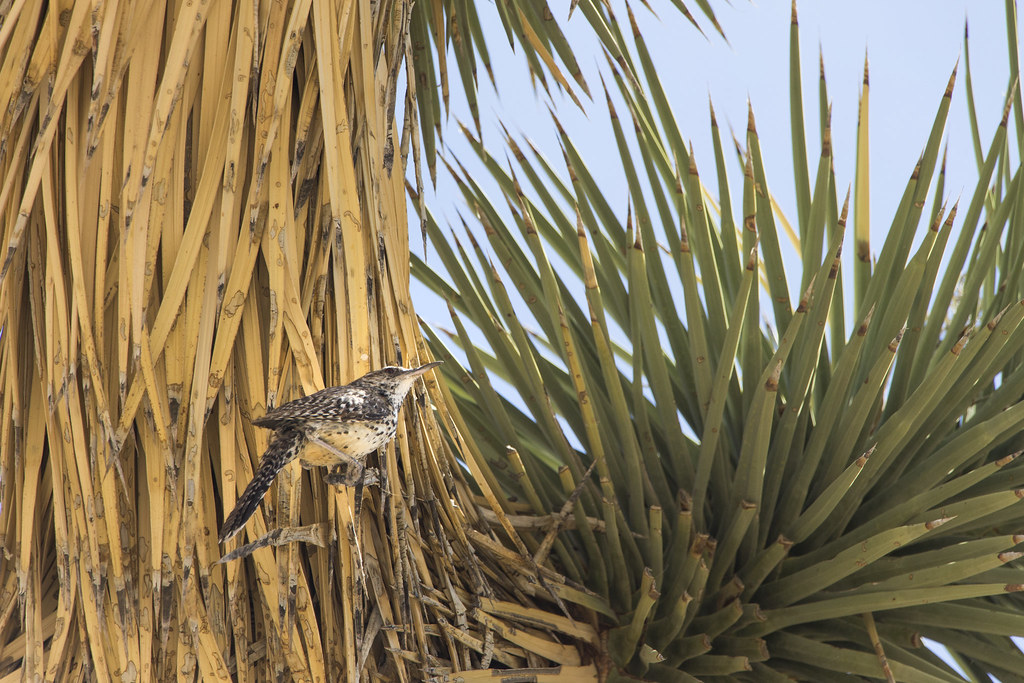 A cactus wren with mottled plumage perches on a dry, fibrous plant stalk.