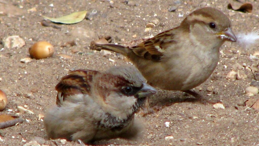 Two sparrows taking a dust bath
