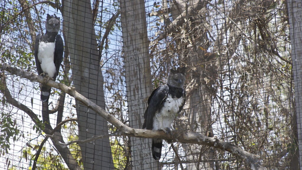 Pair of harpy eagles perched inside a wildlife enclosure