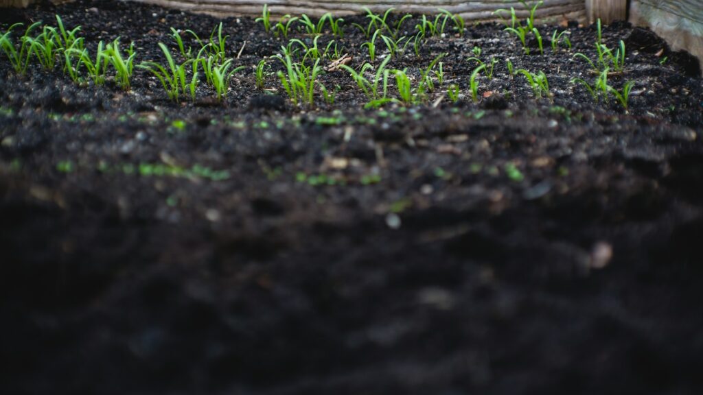 Patch of exposed soil in garden bed