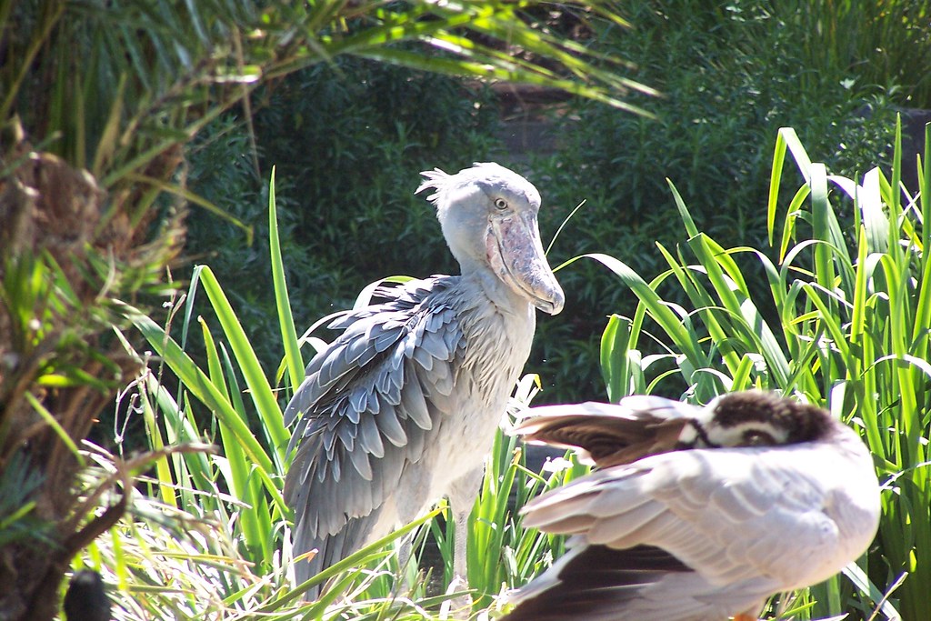 A Shoebill stands among tall green reeds, with another bird resting in the foreground.
