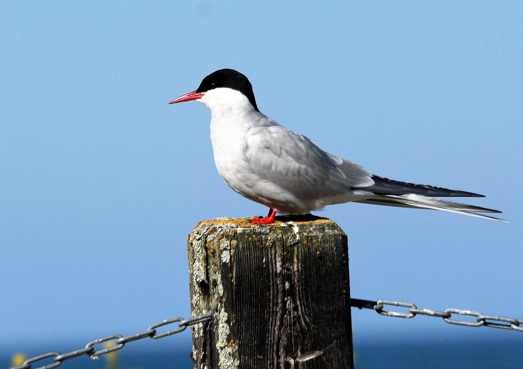 An Arctic tern with a black cap and red beak perches on a weathered wooden post.