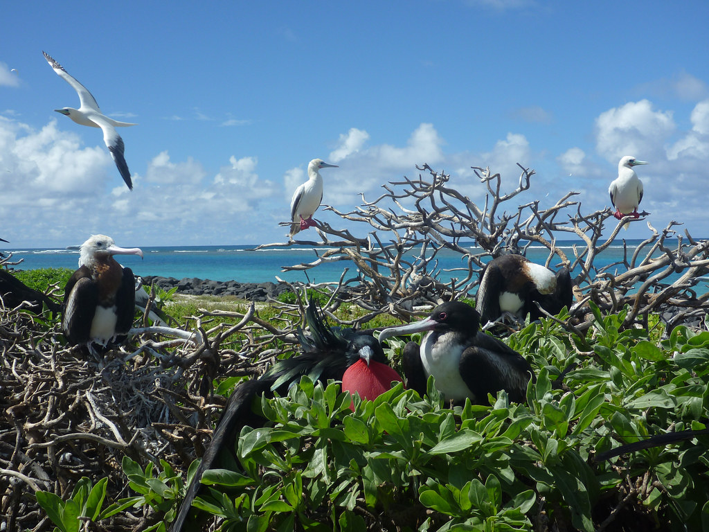 Magnificent Frigatebirds and boobies perch on branches and nests.