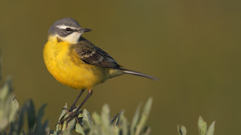 Western Yellow Wagtail perched on leaves