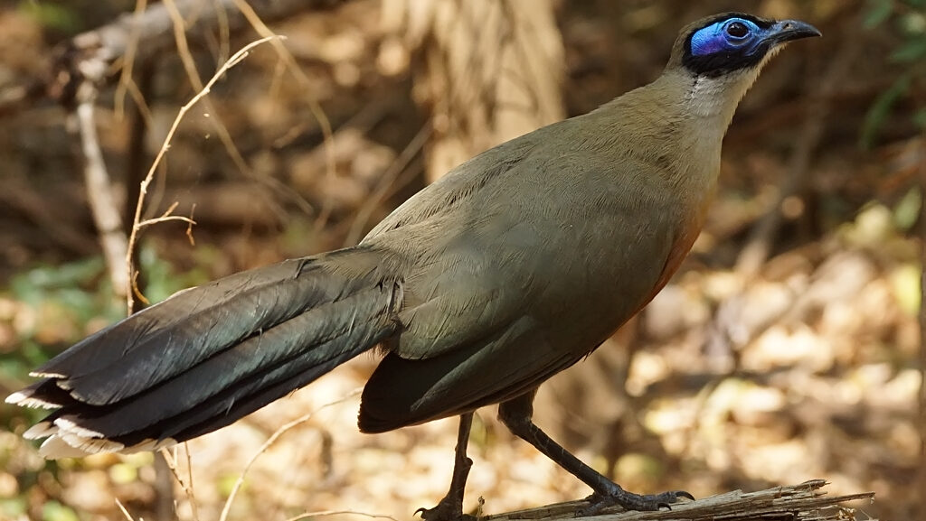 Giant Coua (Coua gigas) perched on fallen log in Madagascar forest habitat