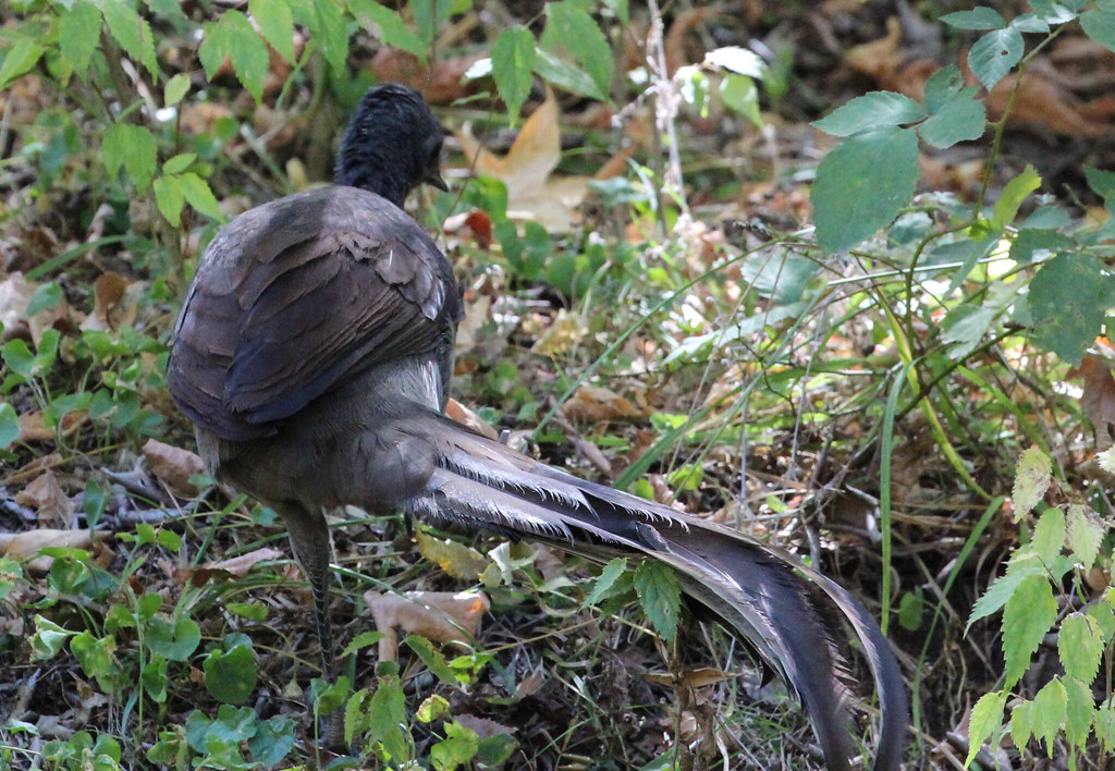 A Superb Lyrebird with dark plumage and a long, curved tail walks on a leafy ground.