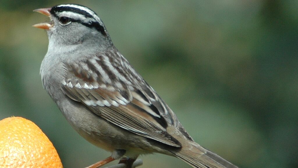 White-crowned Sparrow singing while perched on a stick with an orange half