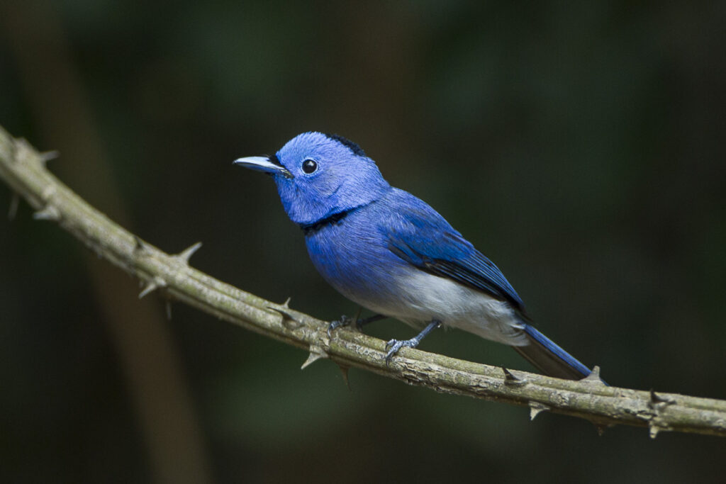 A stunning Black-naped Monarch with vibrant blue plumage perches on a thorny branch.