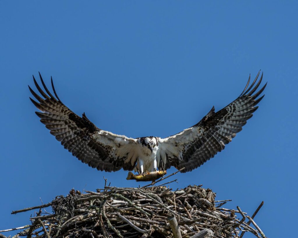 An osprey lands on its nest, clutching a freshly caught fish in its talons.