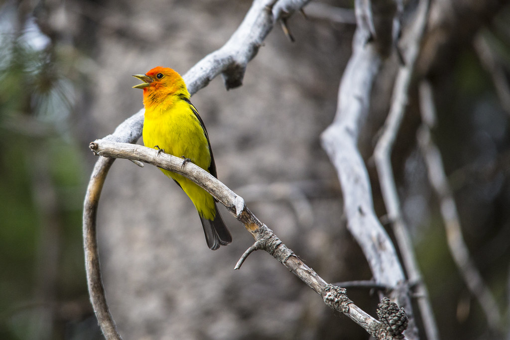 A colorful Western Tanager perches on a branch with open beak.