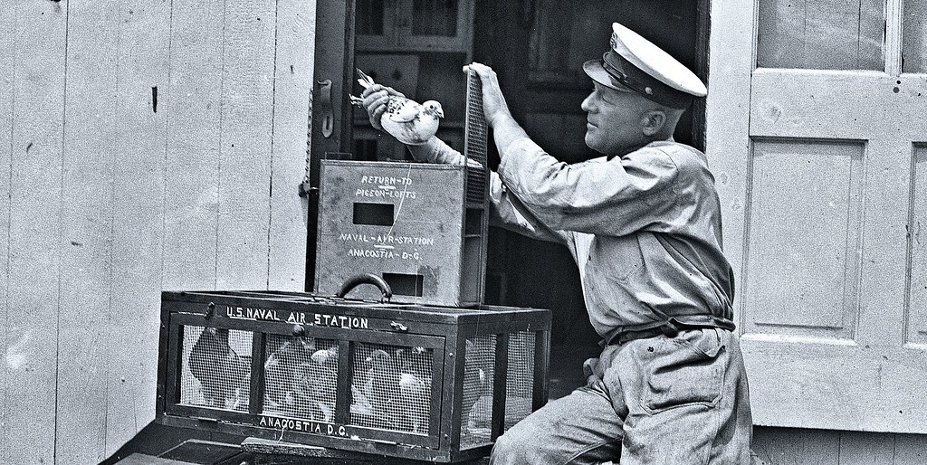 A military officer prepares to release a homing pigeon from a transport box.