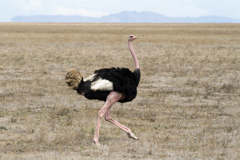An ostrich with black and white feathers and a long neck walks across dry grass.