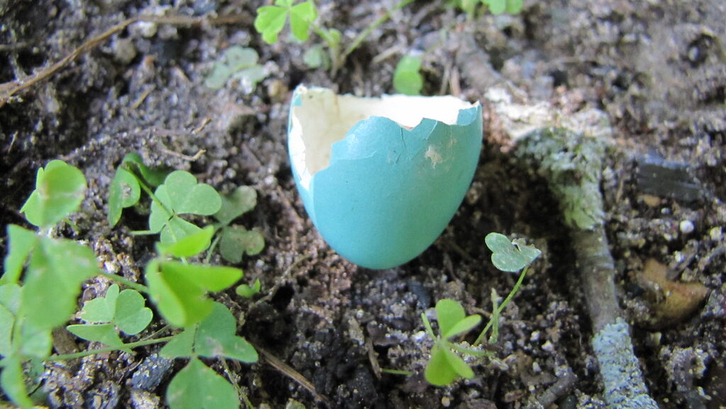Robin egg shell on the ground