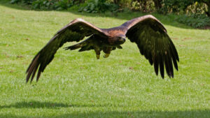 A Golden Eagle with impressive wings extended flies low over a green, grassy field.