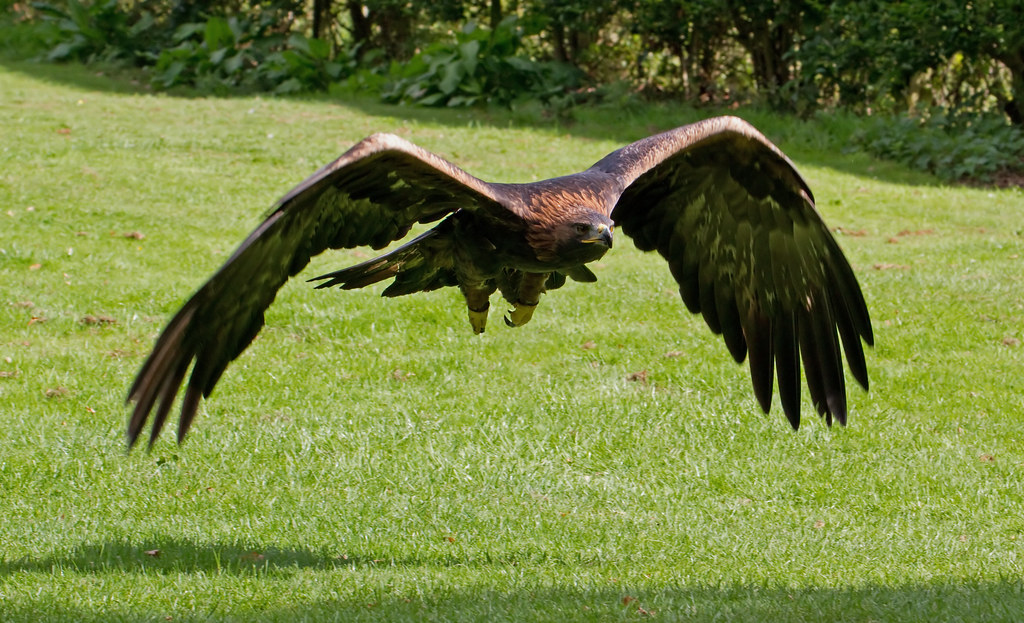 A Golden Eagle with impressive wings extended flies low over a green, grassy field.