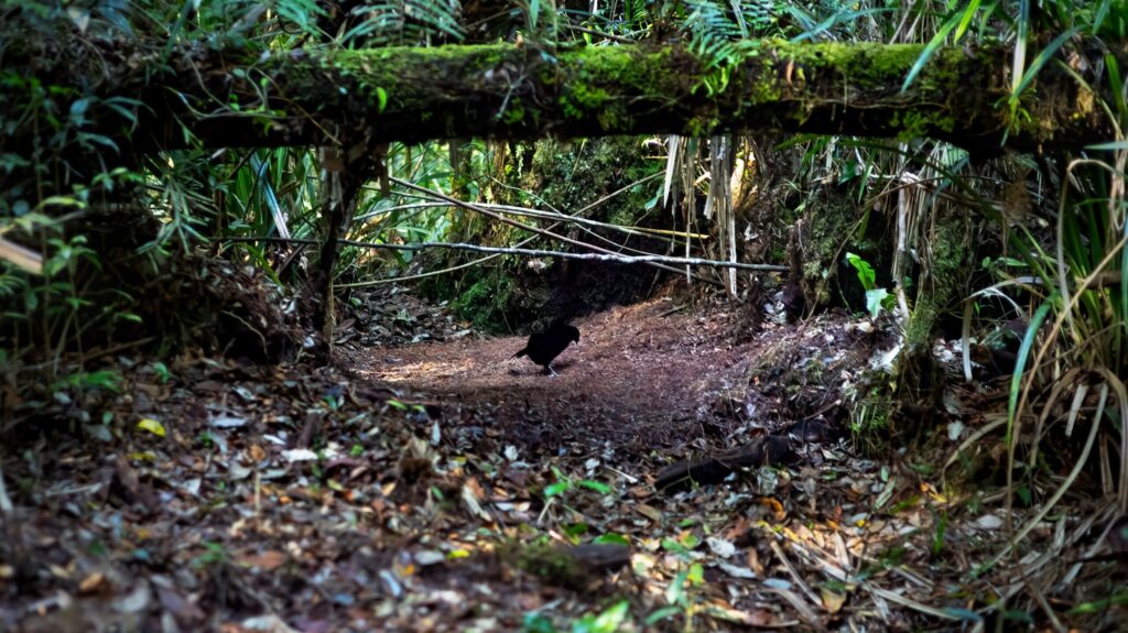 Western Parotia on forest floor beneath a fallen log