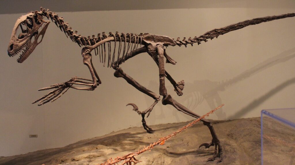 Deinonychus skeletal mount on display at the Field Museum of Natural History.