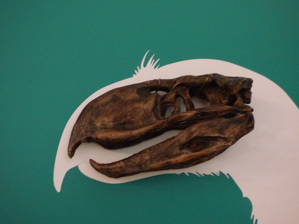 A large, dark fossil skull of a Moa is displayed against a teal and white backdrop.