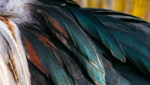 A close-up shows beautiful iridescent bird feathers in shades of green, black, brown, and white.