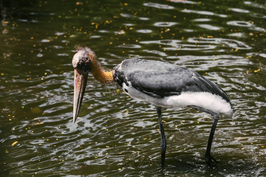 A Lesser Adjutant stork standing in a body of water, showcasing its distinct plumage.