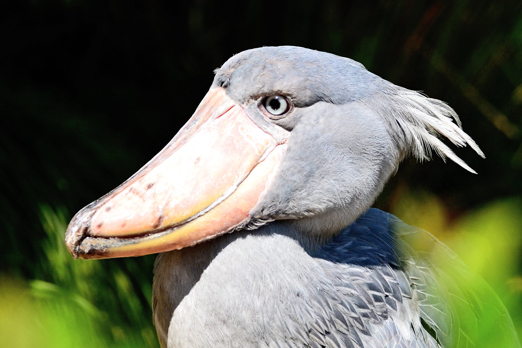 A close-up of a Shoebill's head, showing its massive shoe-shaped bill and grey feathers.