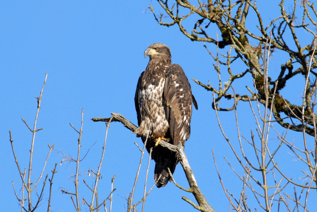 A young Bald Eagle with mottled brown and white plumage perches on a bare tree branch.