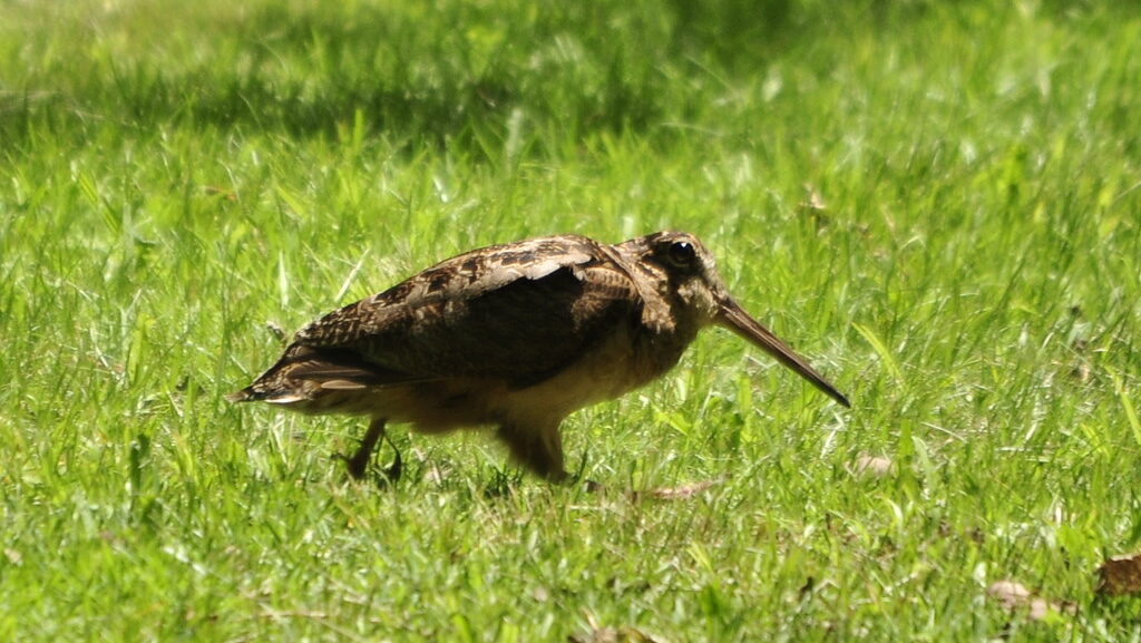 American Woodcock foraging on grass