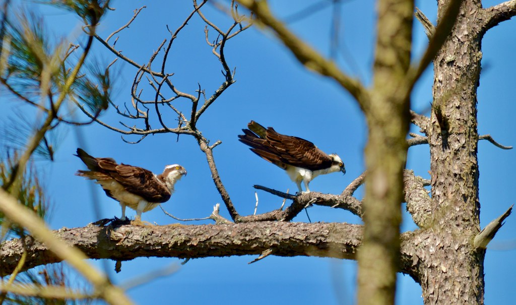 Two ospreys perch on thick tree branches against a clear blue sky.