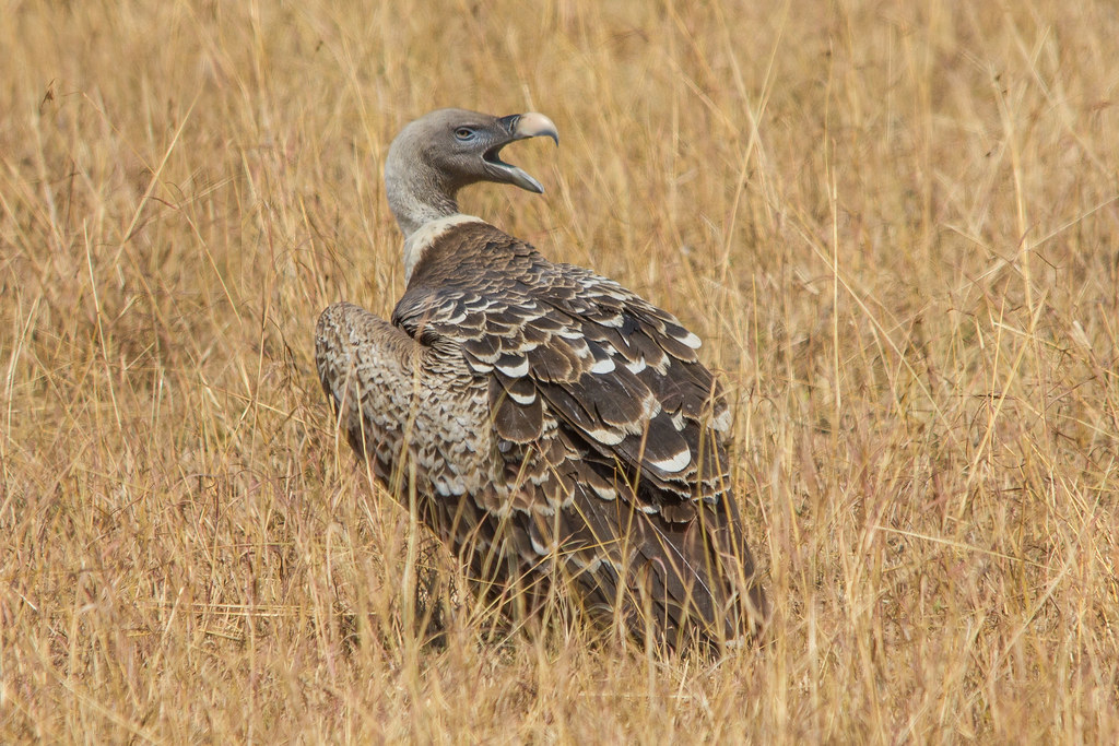 A Rüppell’s Griffon stands in tall dry grass with its beak open.