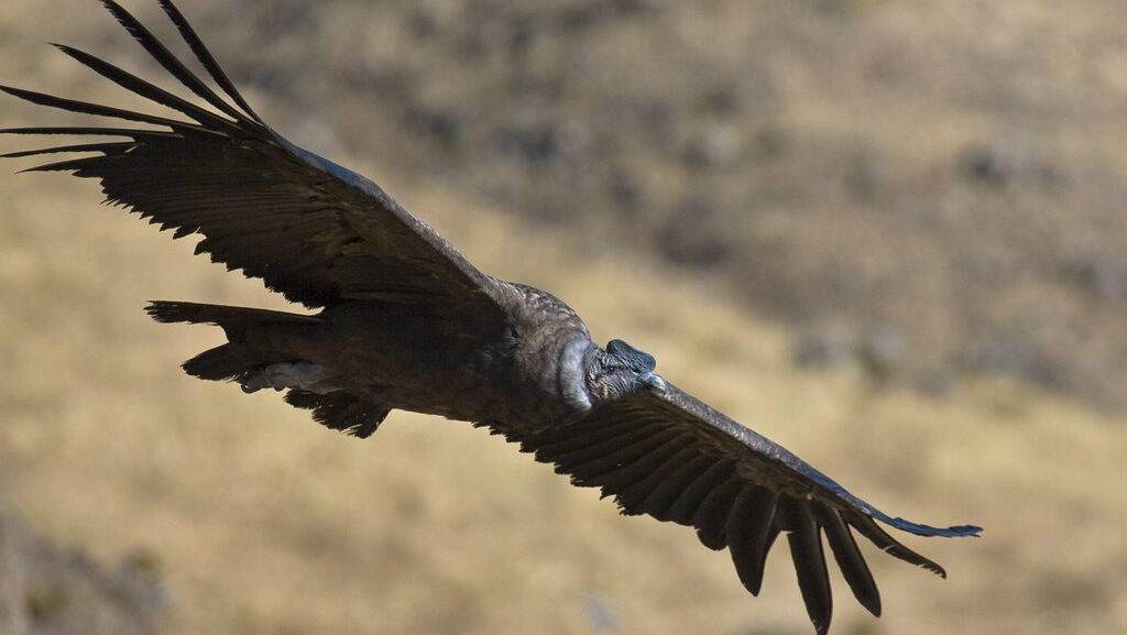 Andean Condor soaring above rugged mountain terrain