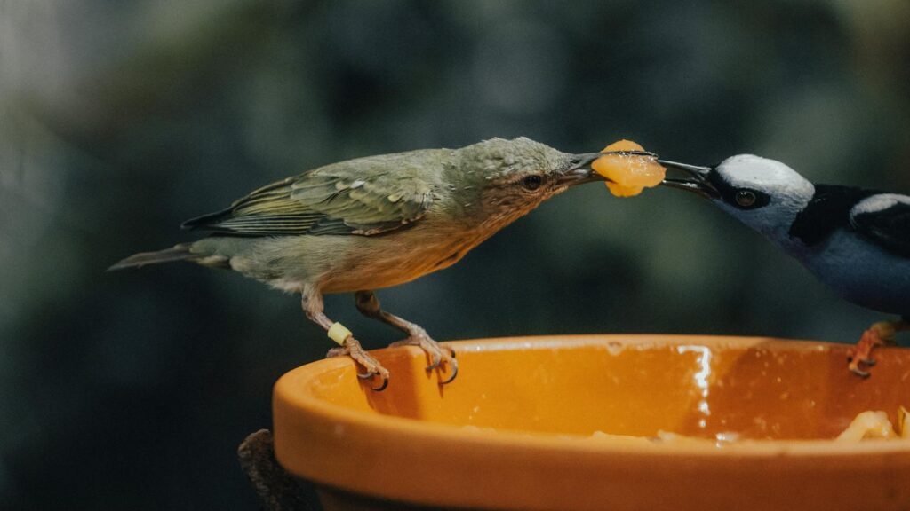 Birds tussling over fruit, each gripping it with their beaks
