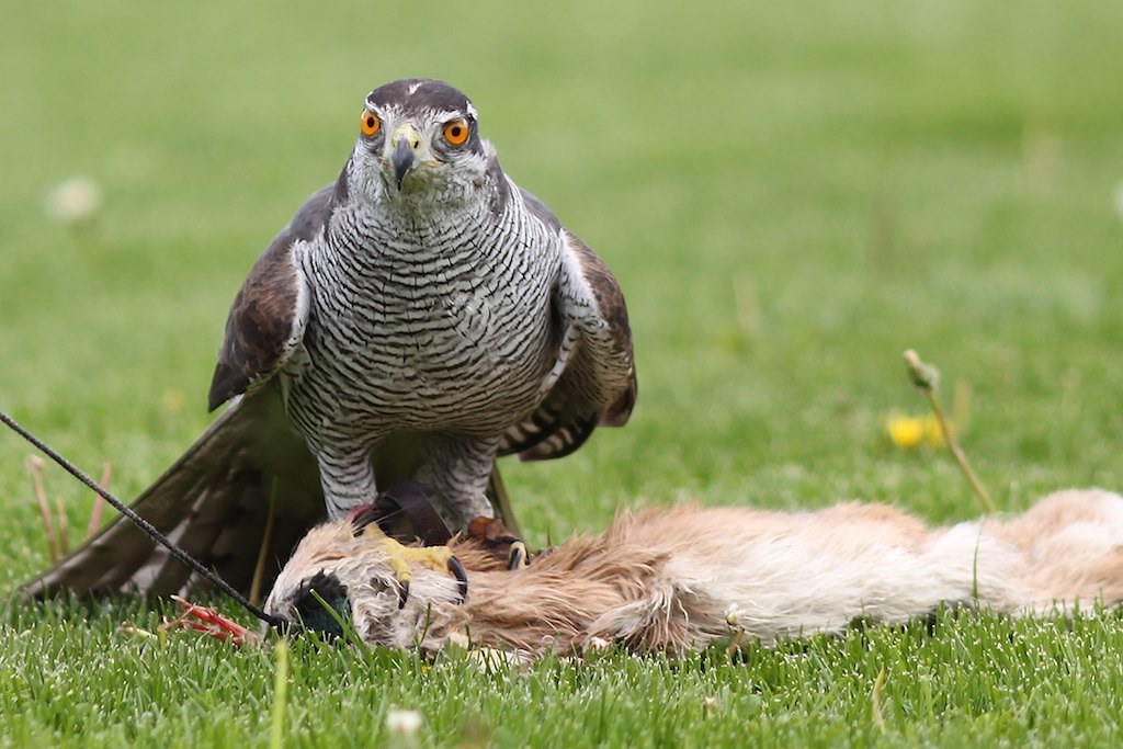 A Eurasian Goshawk stands on its prey in a grassy field, looking directly at the viewer.