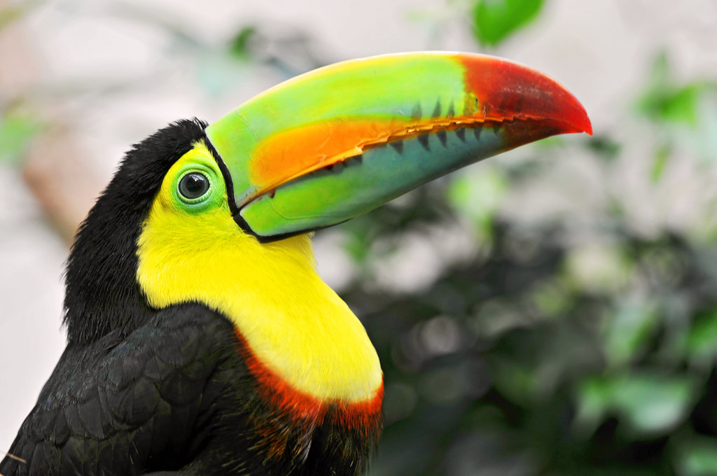 A close-up of a Keel-billed Toucan highlights its vibrant, multi-colored beak.